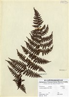 藏品(魚鱗蕨)的圖片